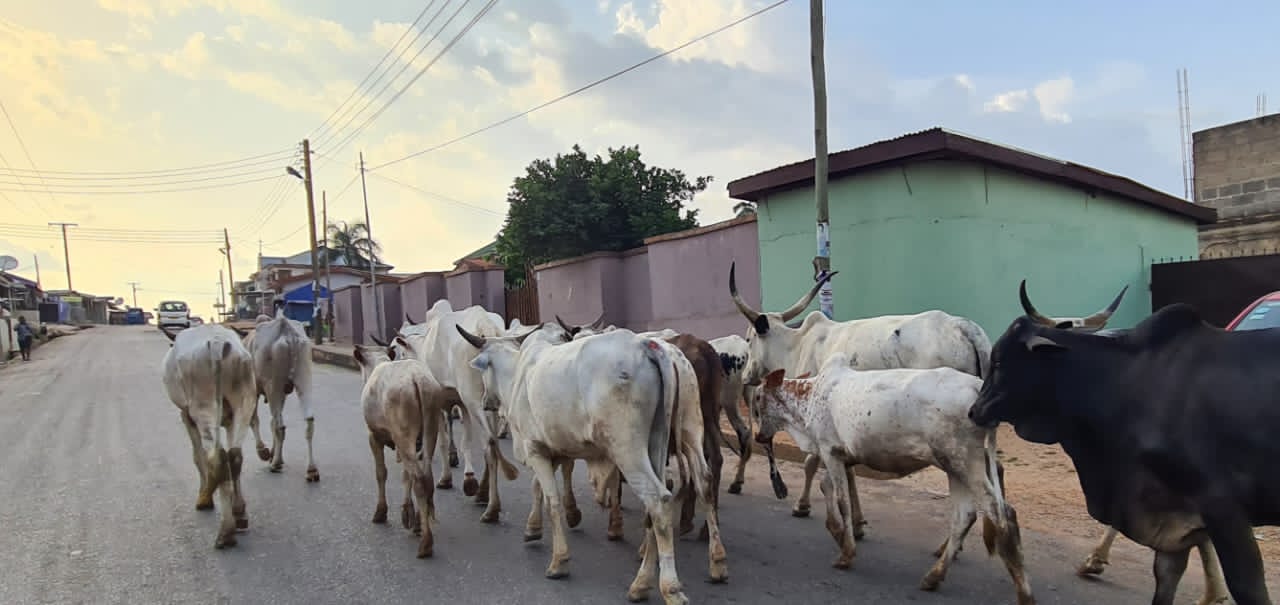 Stray Cattle ‘Hijacks’ K’si Road