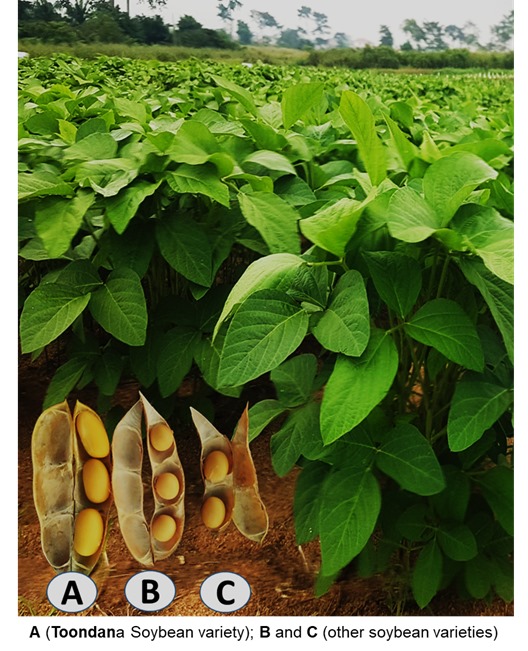 Soybean Variety ‘Toondana’ set to help drive soybean cultivation in Ghana