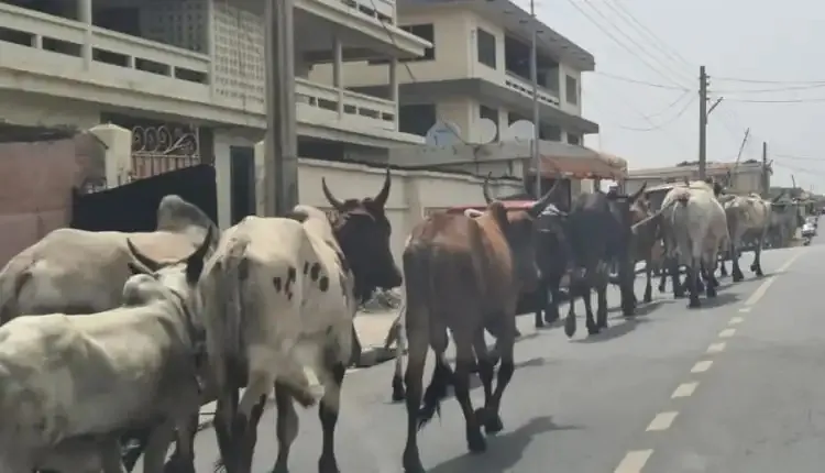 K’si Mayor declares war against stray cattle 