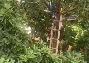 Suspected ‘Witch’ crash-lands on Avocado tree in K’si
