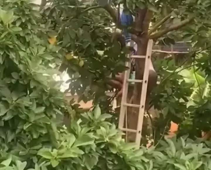 Suspected ‘Witch’ crash-lands on Avocado tree in K’si