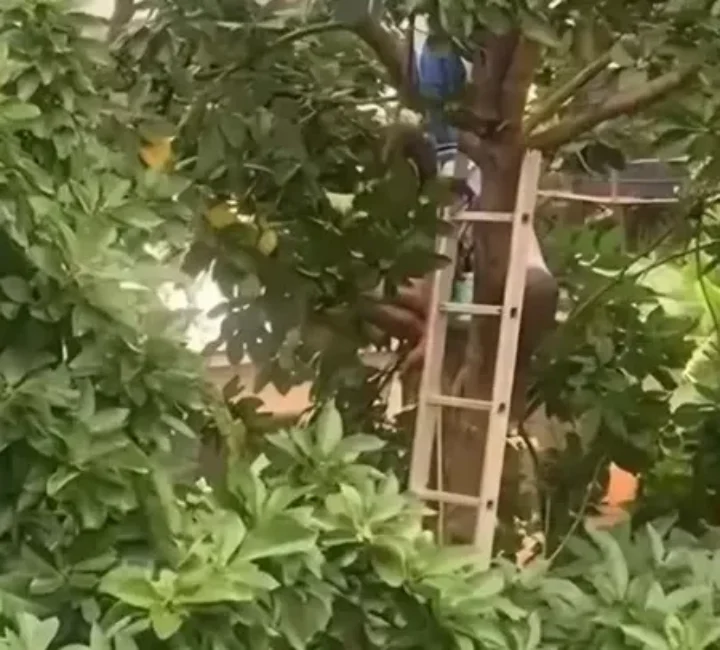 Suspected ‘Witch’ crash-lands on Avocado tree in K’si