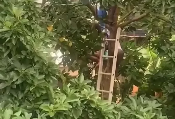 Suspected ‘Witch’ crash-lands on Avocado tree in K’si