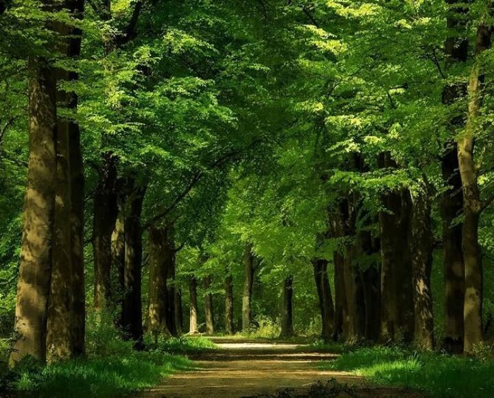 KMA restricts felling of trees; approval is required first