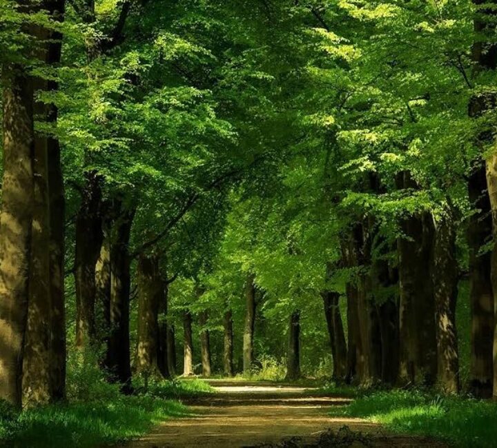 715gGI7DPZL._AC_UF894,1000_QL80_ KMA restricts felling of trees; approval is required first