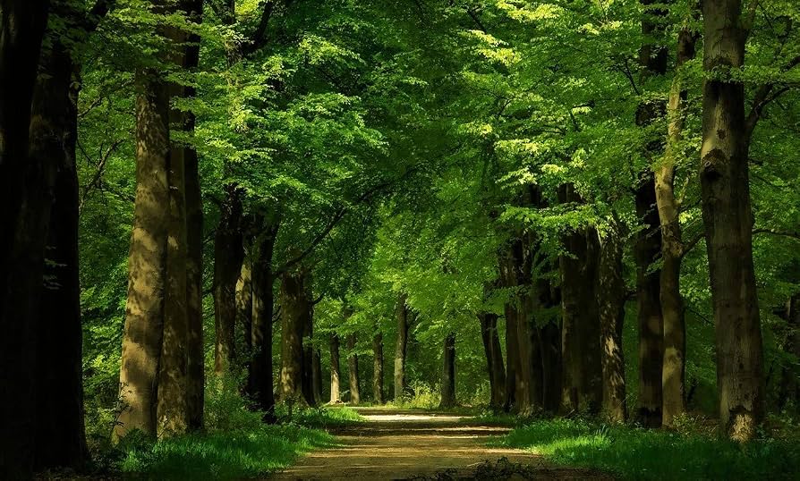 KMA restricts felling of trees; approval is required first